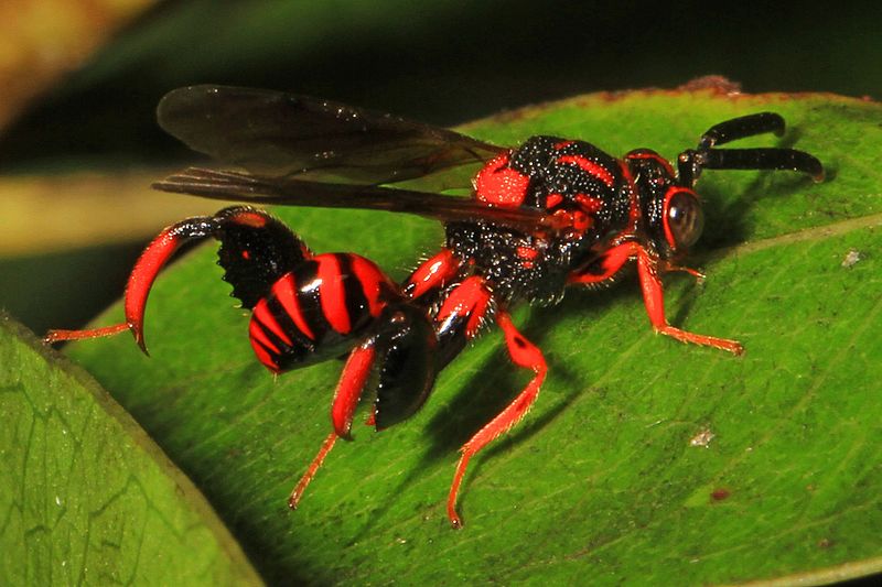 Chalcid Wasp - Conura species Long Pine 