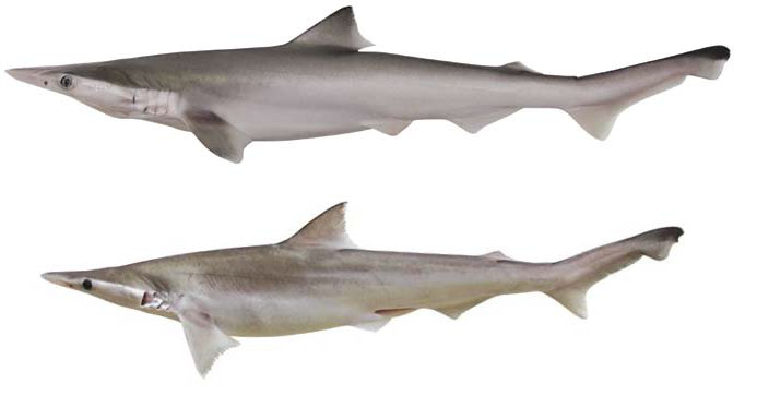 Scoliodon macrorhynchos