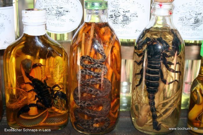 Laos Schnaps Schlange gross