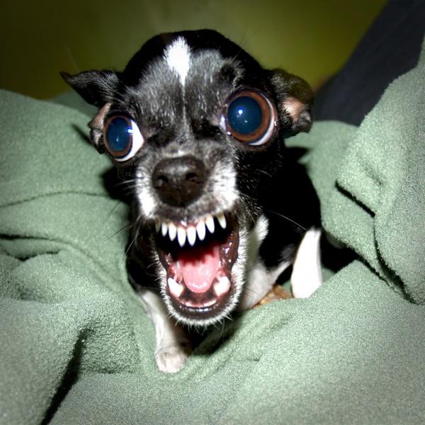 600px-Killer Chihuahua