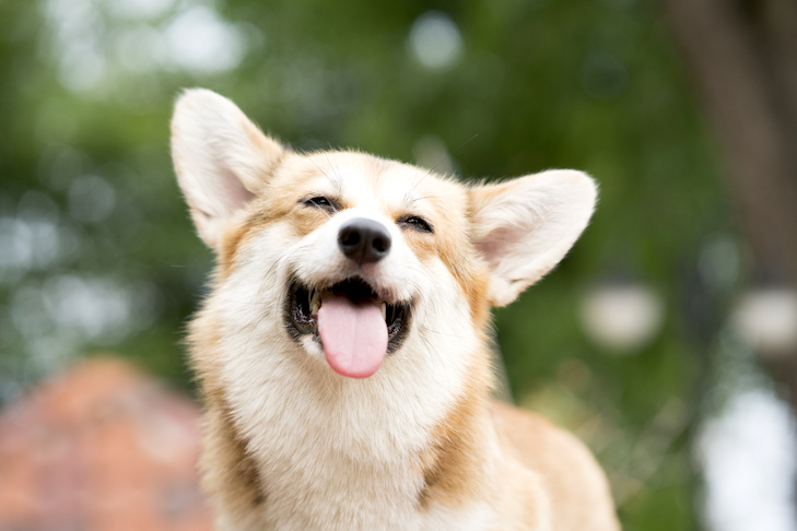 Pembroke-Welsh-Corgi-smiling-and-happy-o