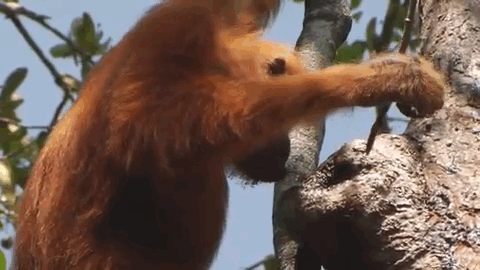 Urang Utan