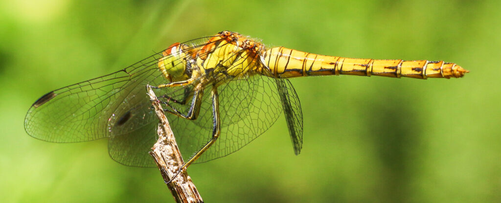 Common-Darter-female.-Credit-joe-m-dever