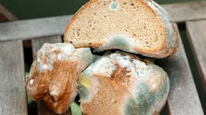 Brot