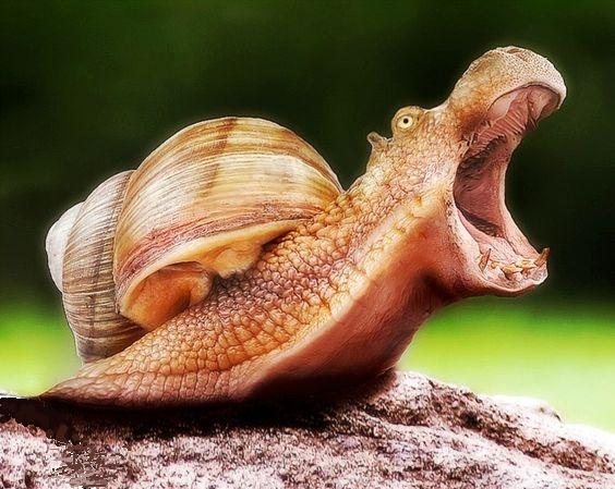 nilpferdschnecke
