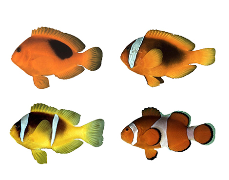 poissons clowns visuel 470 px