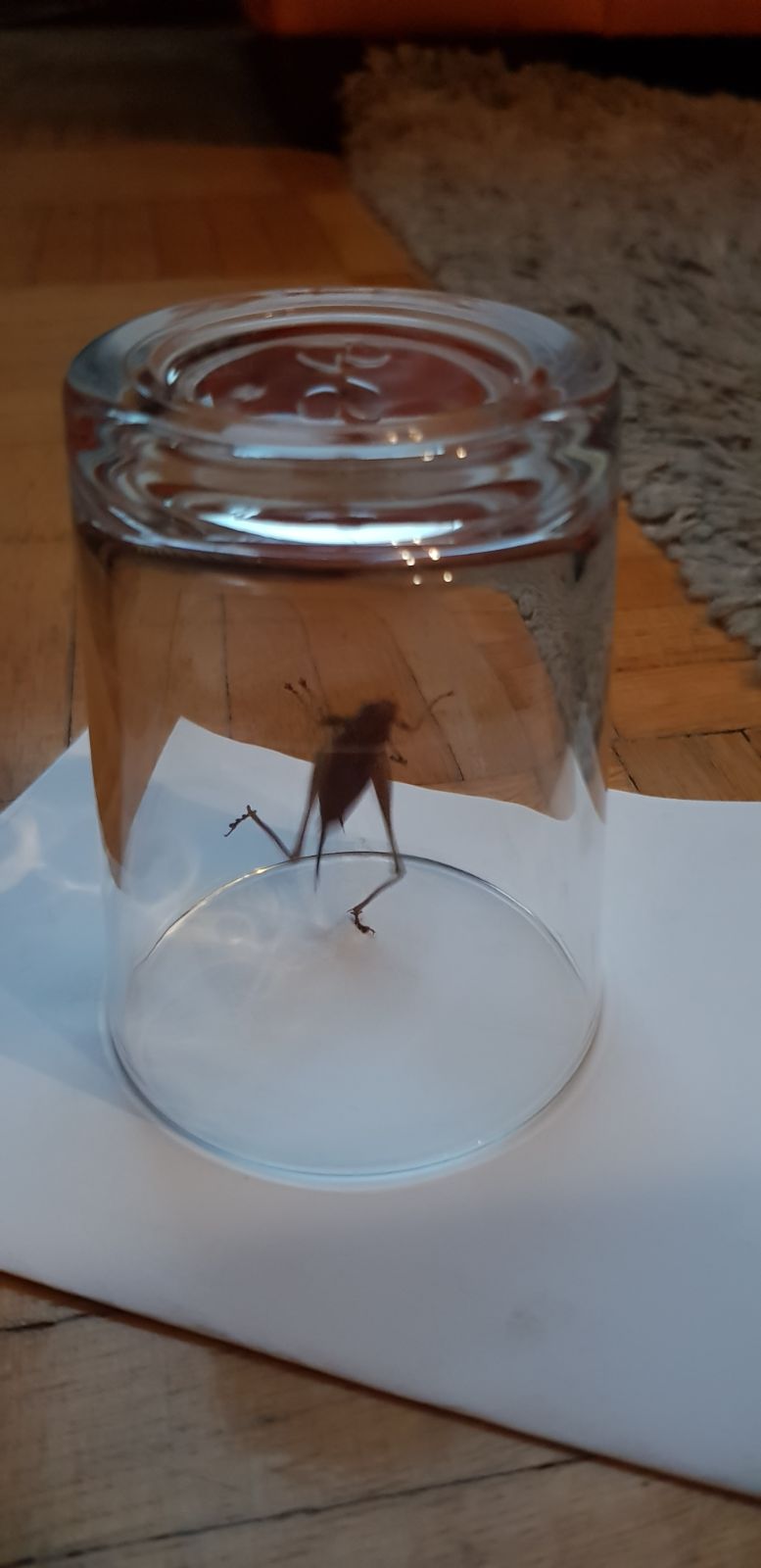 IMG-20180807-WA0003