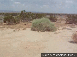 single-tumbleweed
