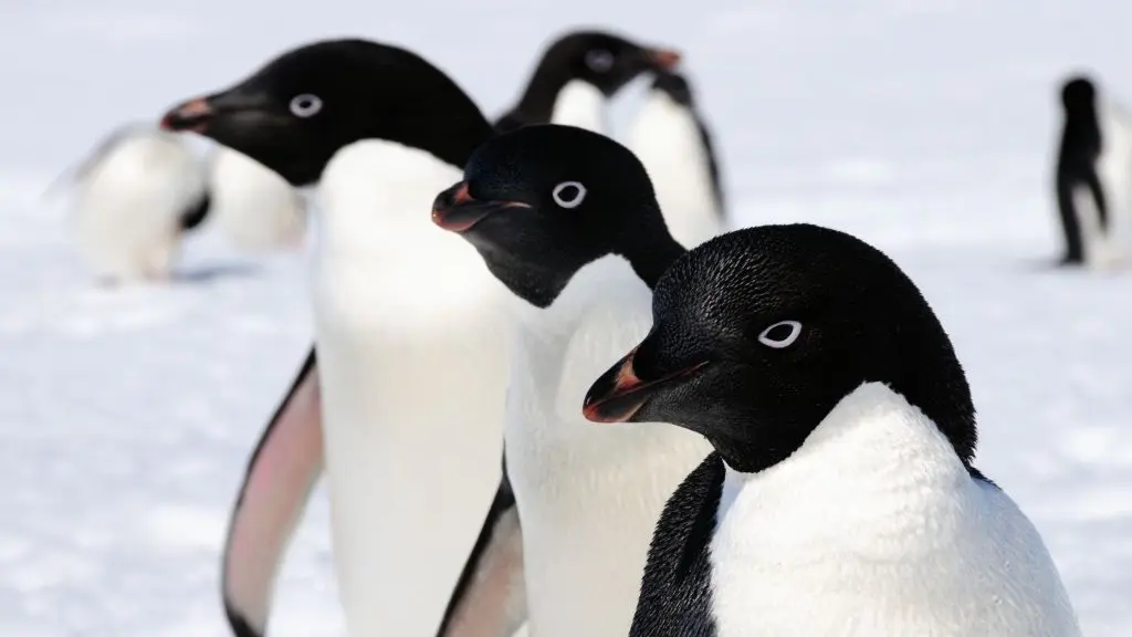 adelie-pinguine.webp