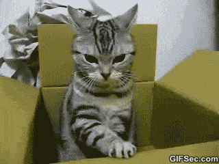 angry-but-still-kinda-cute-10-pictures-1
