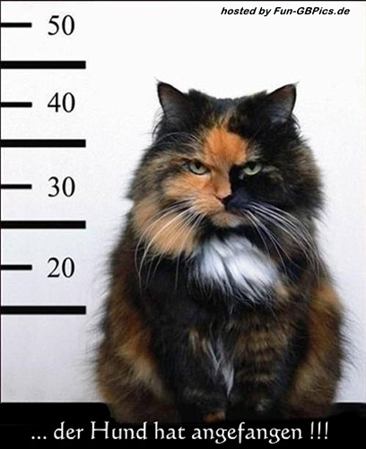 lustige katzen tierbilder gb 59