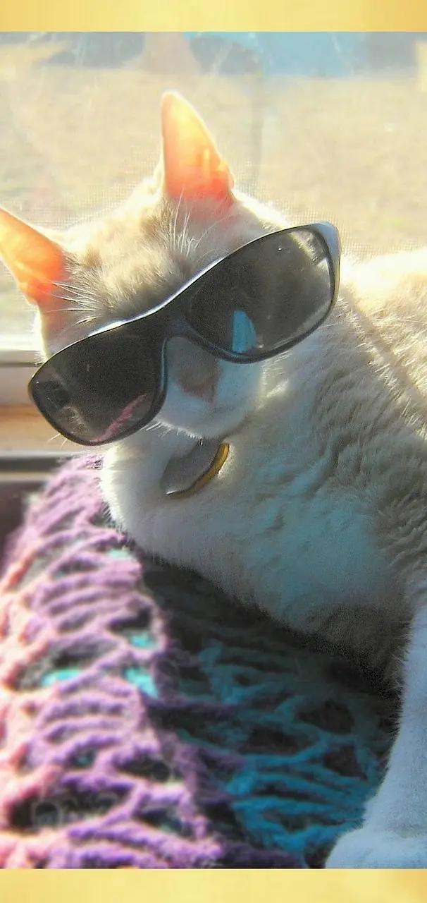 23820733e56863d6 Cool Cat 1-15197d14-d18