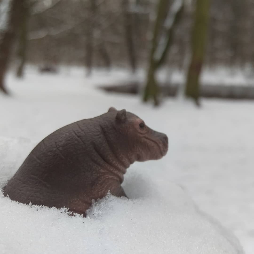 Nuepfi im Schnee