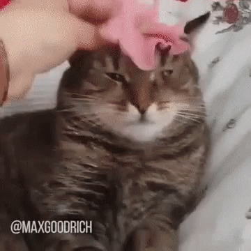 cat-trascendence