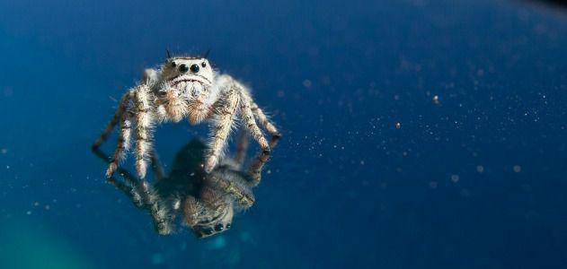 Spider-on-blue-631