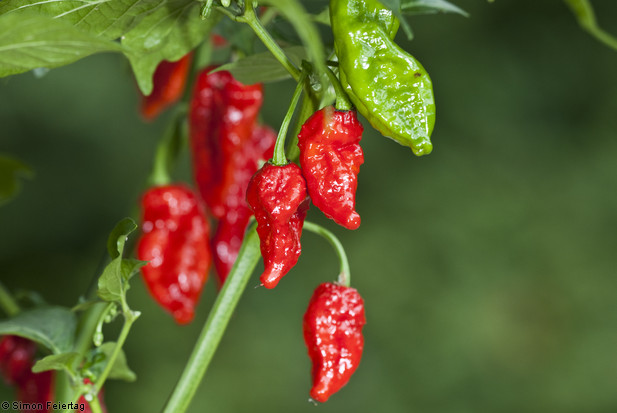 EfGQvO Naga-Morich-14