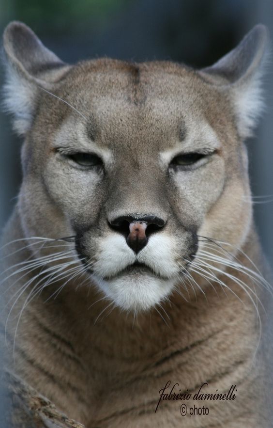 13puma