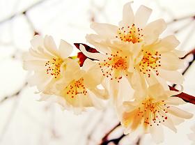 weisse fruehlingsblumen1