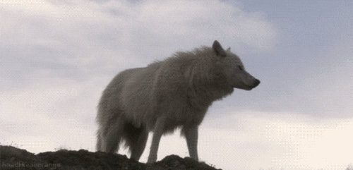 Wolf arkt ... - Copy