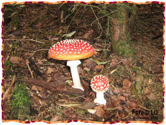 Fliegenpilz 2010 lili 3