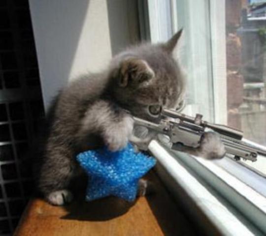 katze.gewehr