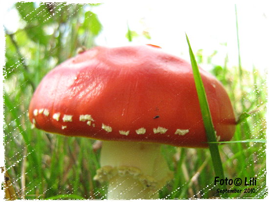 Fliegenpilz 2010 lili1