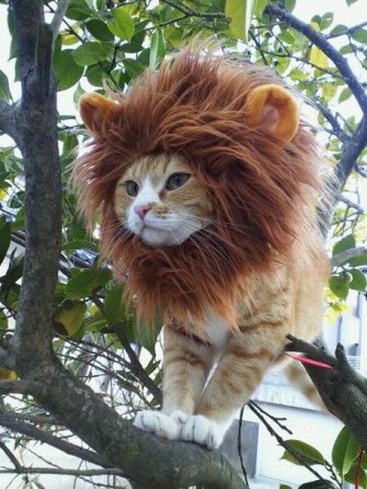 kitty-cat-cute-funny-animals-pictures