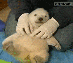 giphy 13