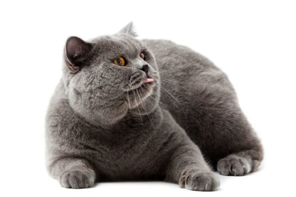 Katze