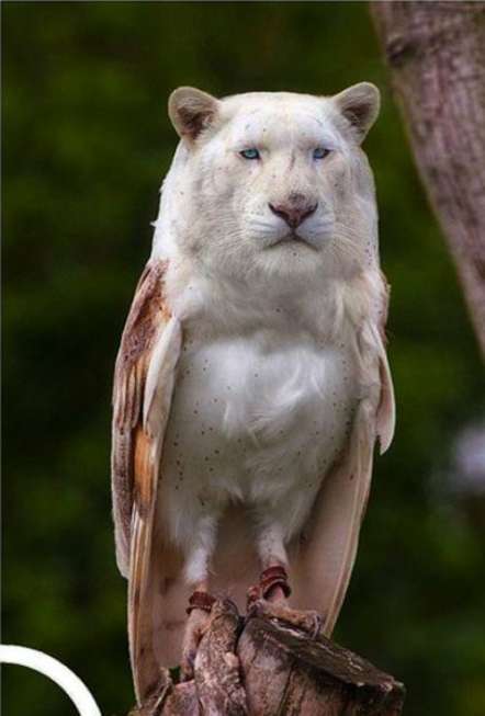 Fake-Hybrid-Tiere
