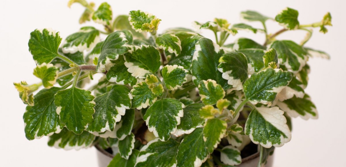 00-plectranthus-coleoides-sh-detail-3 or