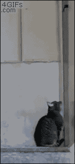 Cat opens door