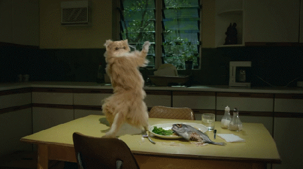 dancing-cat-3