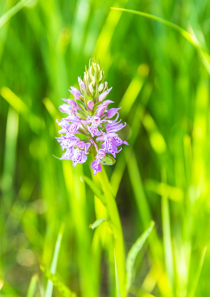 Geflecktes Knabenkraut Dactylorhiza macu