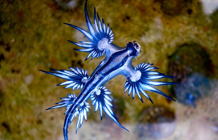 nudibranch-sea-swallow-two-column.jpg.th