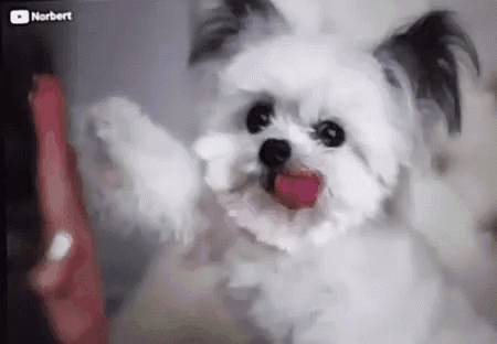 cachorrinho