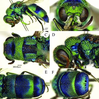 Chrysis-taiwana-Tsuneki-1970-holotype-A-