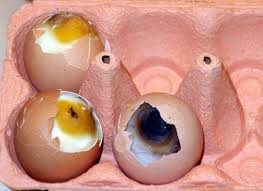 Eier