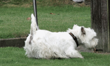meier agility 3