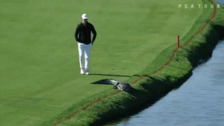 Golf Kroko - Copy