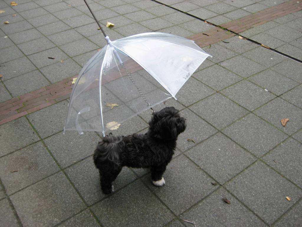 petsonline-hondenparaplu