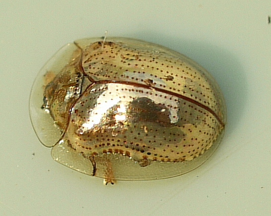 Golden Tortoise Beetle - Charidotella se