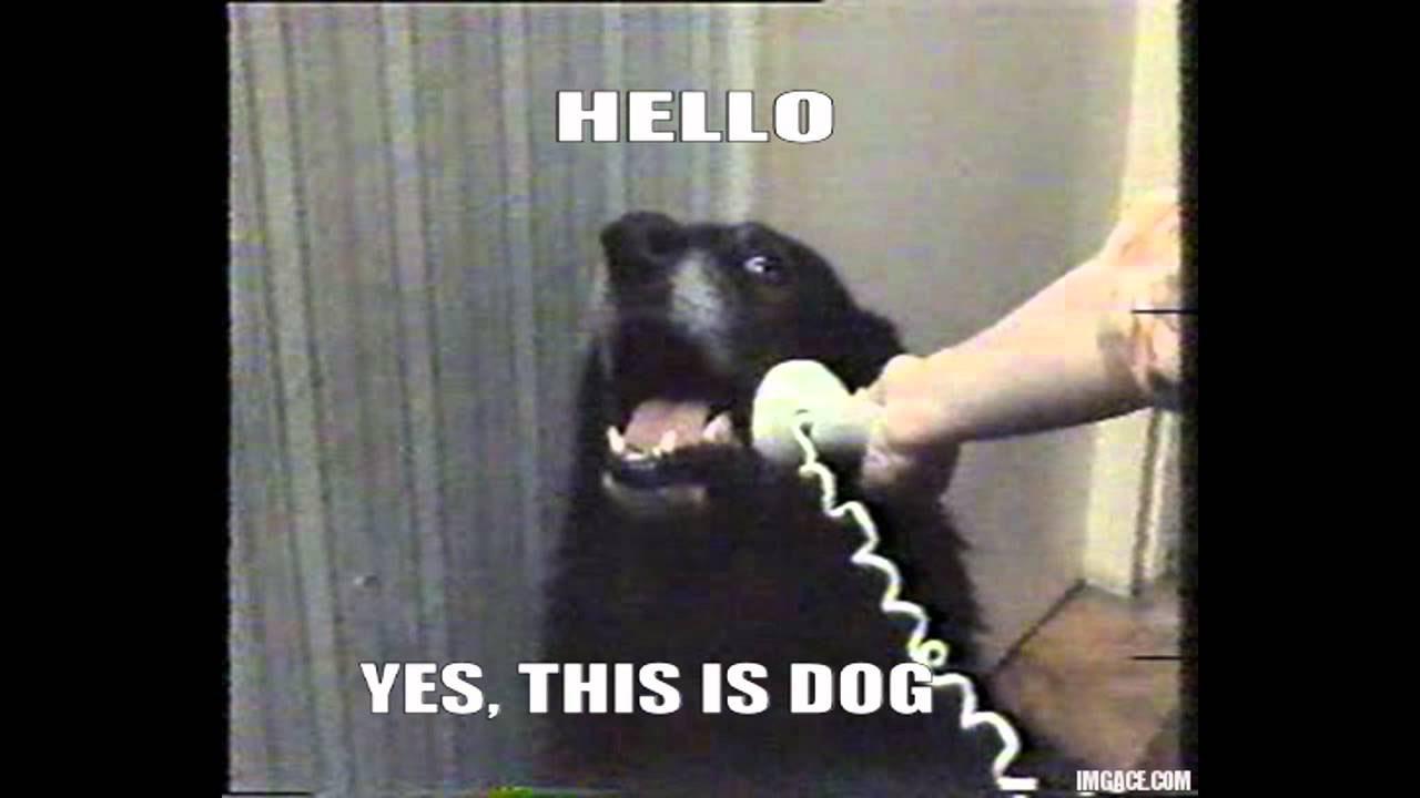 yesthisisdog