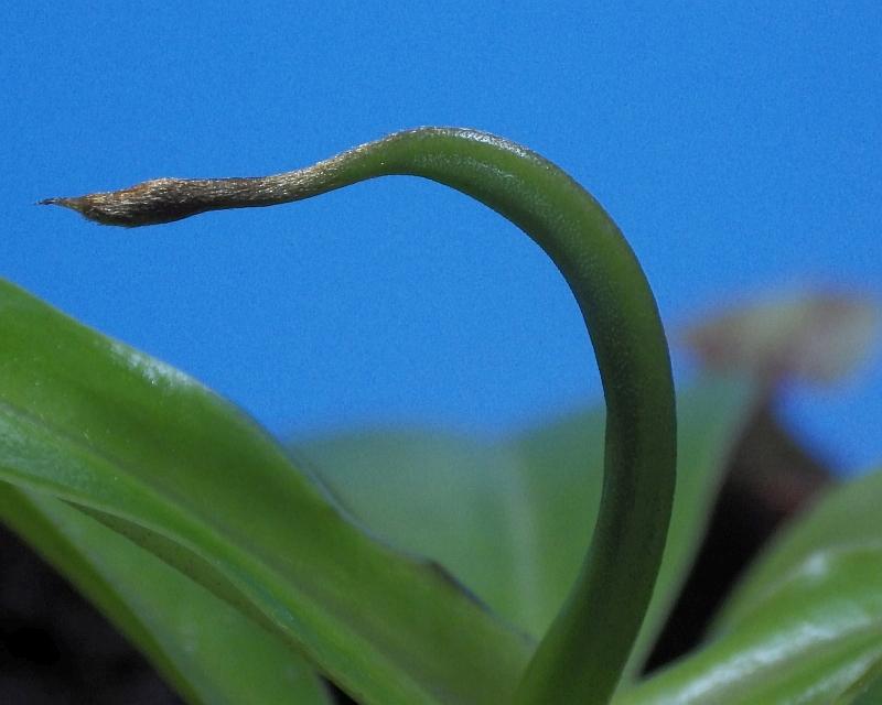  KK 9742 Nepenthes  BlSt Mai 2019