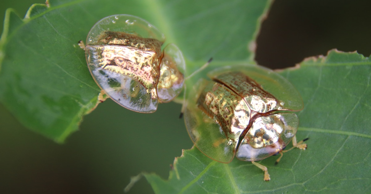 golden-tortoise-beetle-thumbnail