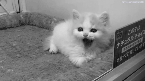 purr 2