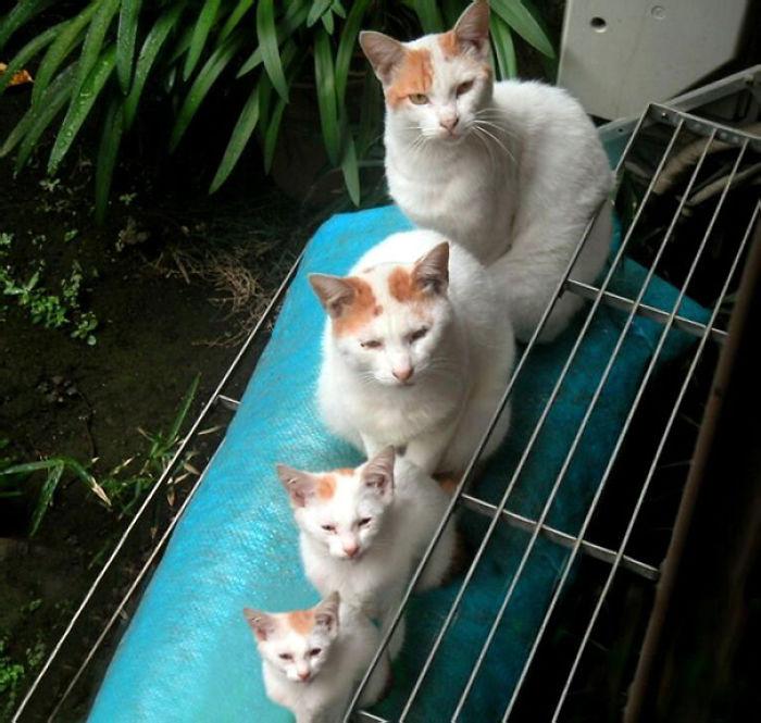 mini-me-cats-27