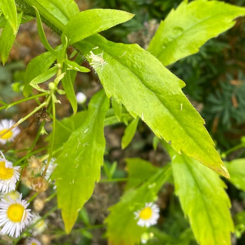 einjaehriges-berufkraut-erigeron-annuus-