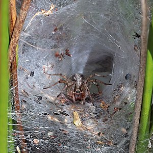 Labyrinth spider Agelena labyrinthica fe