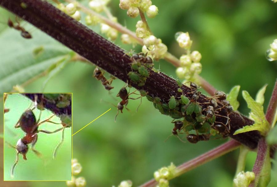 KK 5750ameisLaeus